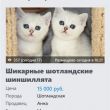  AVITO.ru  Windows Phone - 13    