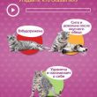 Обзор приложение СаМЯУчитель для Android: о чем говорят кошки
